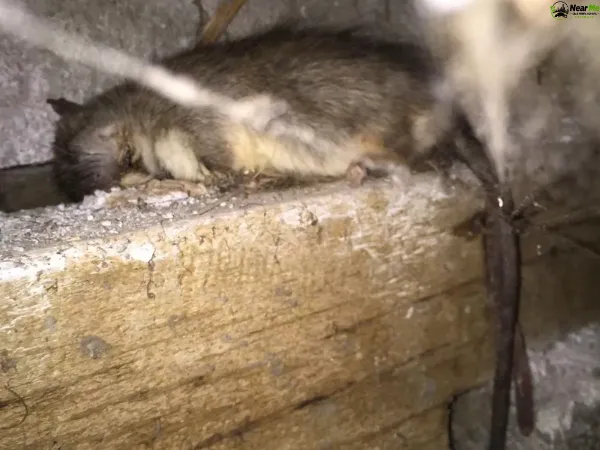 Dead Rat Removal Coalfalls